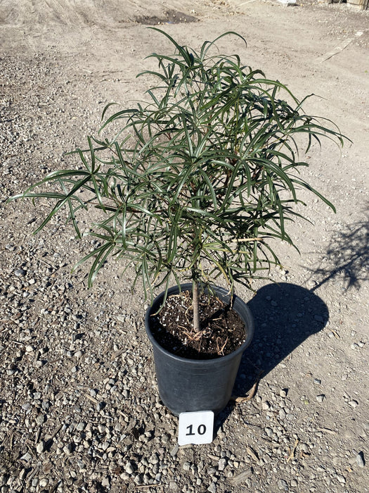 Queensland Bottle Tree