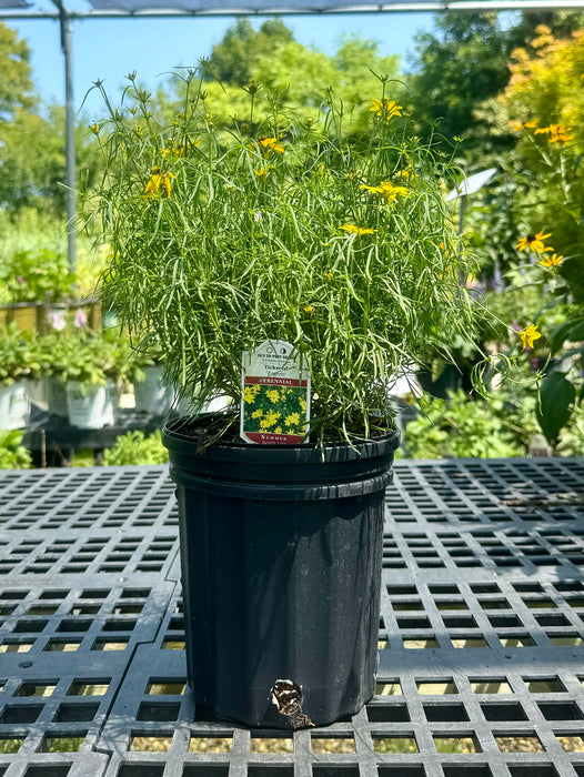 Zagreb Tickseed Coreopsis