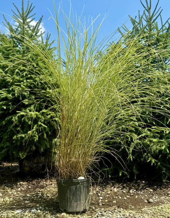 Morning Light Maiden Grass