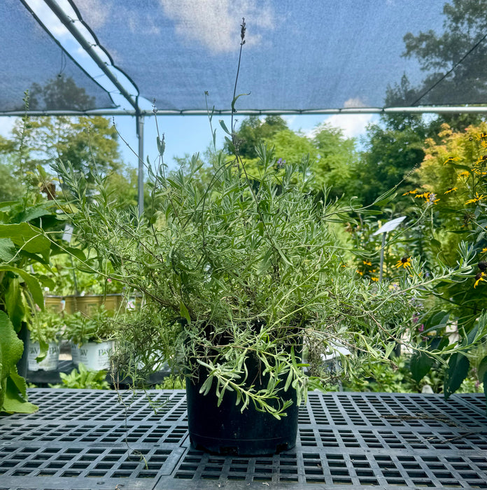 Munstead English Lavender