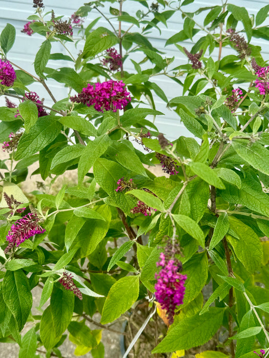 Miss Ruby Butterfly Bush