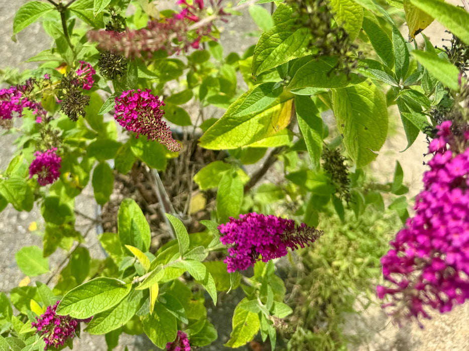 Miss Molly Butterfly Bush