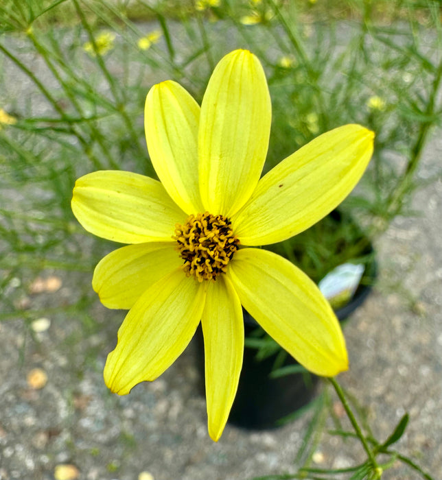 Moonbeam Tickseed Coreopsis