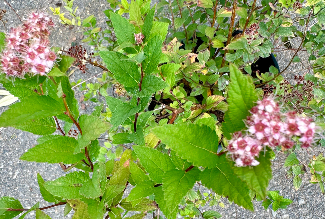 Little Princess Spirea