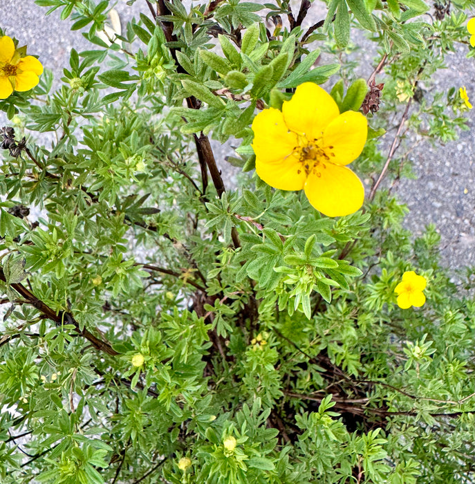 Goldfinger Potentilla