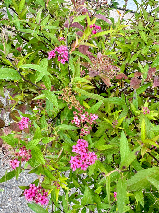 Neon Flash Spirea