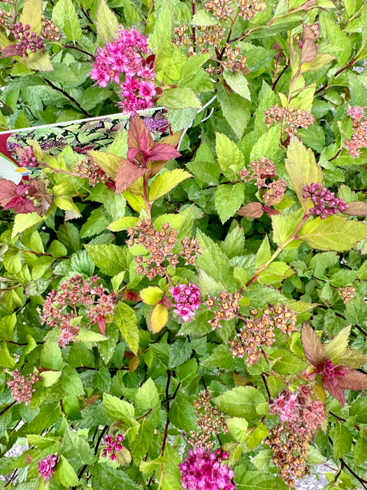 Magic Carpet Spirea