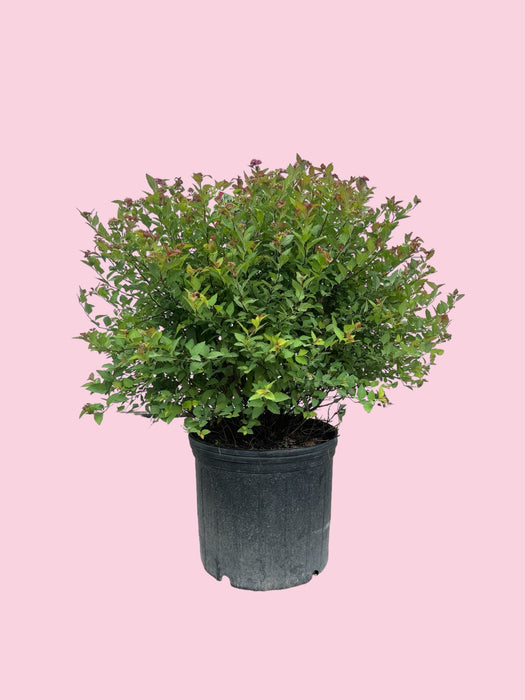 Magic Carpet Spirea