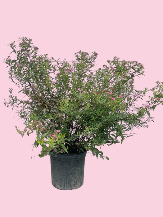 Neon Flash Spirea