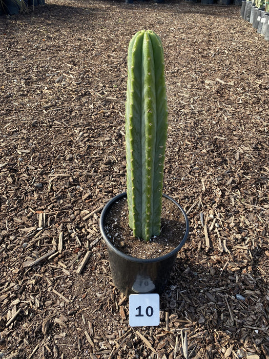 San Pedro Cactus