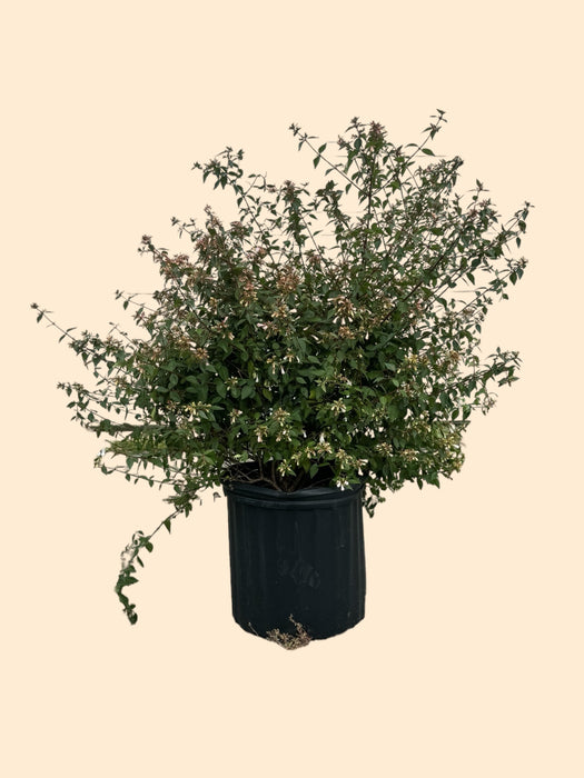 Glossy Abelia