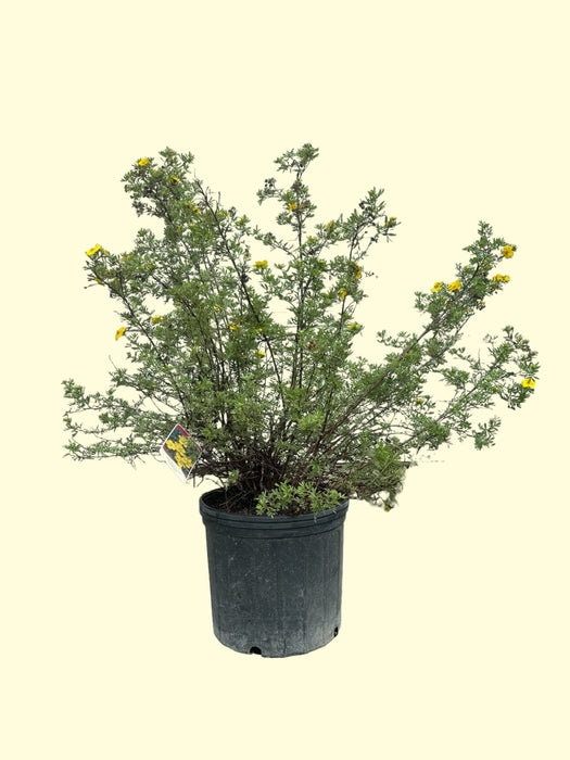 Goldfinger Potentilla