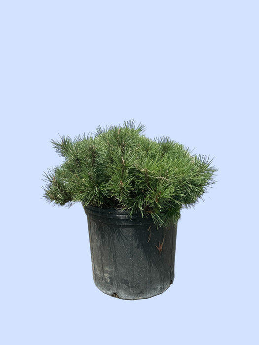 Mugo Pine