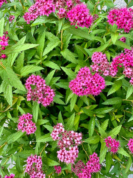 Anthony Waterer Spirea