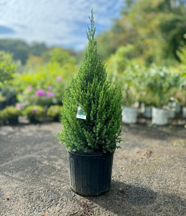 Blue Point Juniper