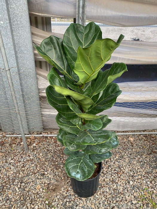 Fiddle Leaf Fig Tree