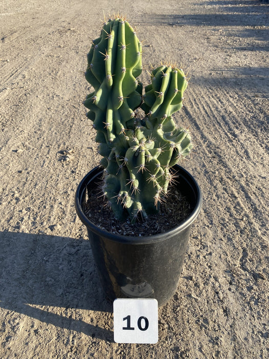 Monstrose Peruvian Apple Cactus