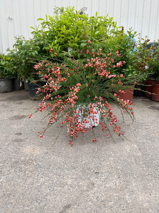 Sister Rosie Scotch Broom