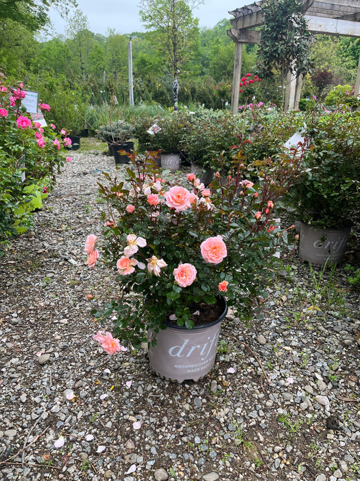 Apricot Drift Rose