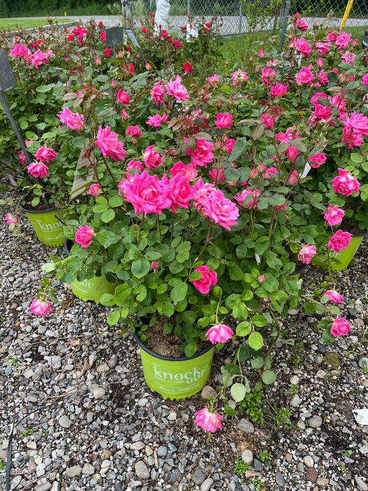 Pink Double Knock Out® Rose