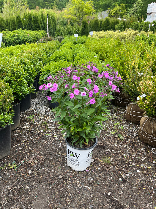 Cloudburst Phlox