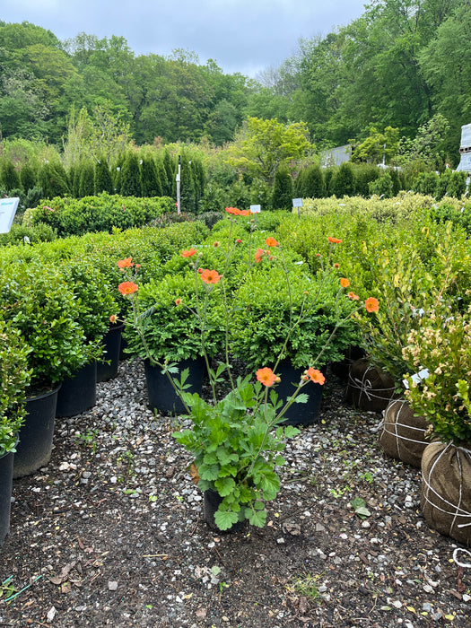 Totally Tangerine Avens (Geum)