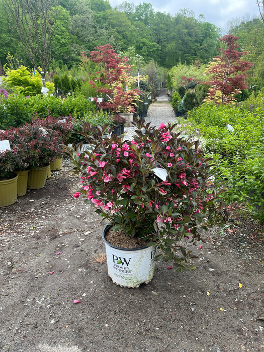 Wine & Roses® Weigela