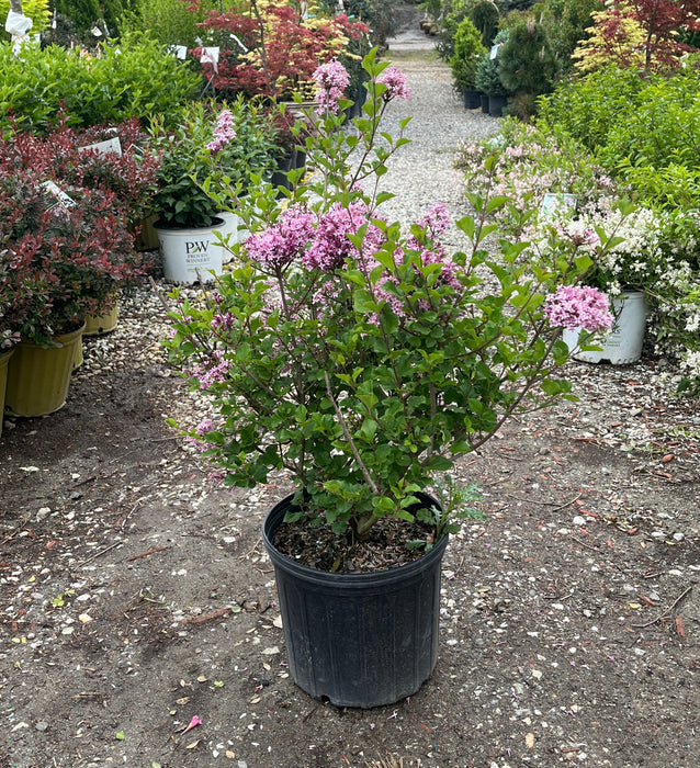 Palibin Lilac