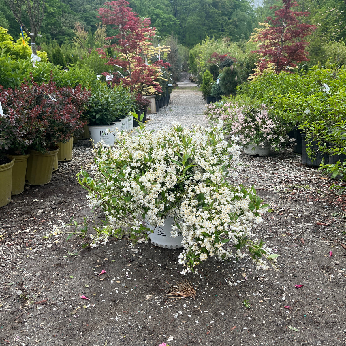 Yuki Snowflake Deutzia For Sale Online! | Great White Flowers