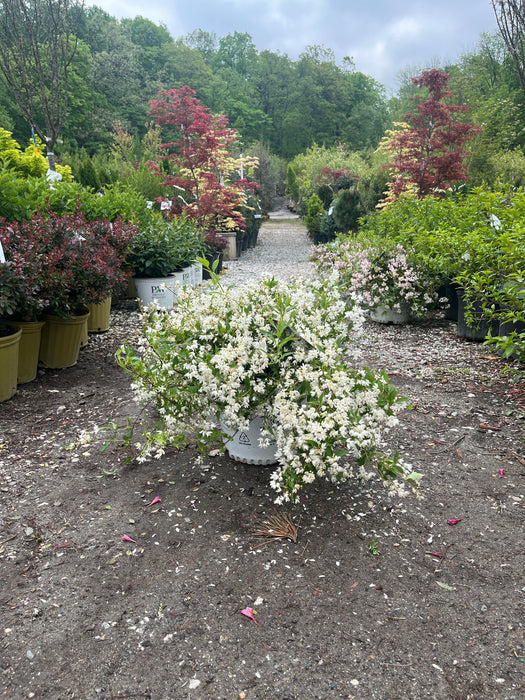 Yuki Snowflake Deutzia