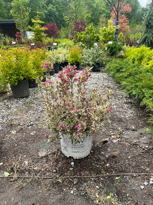 My Monet Purple Effect® Weigela