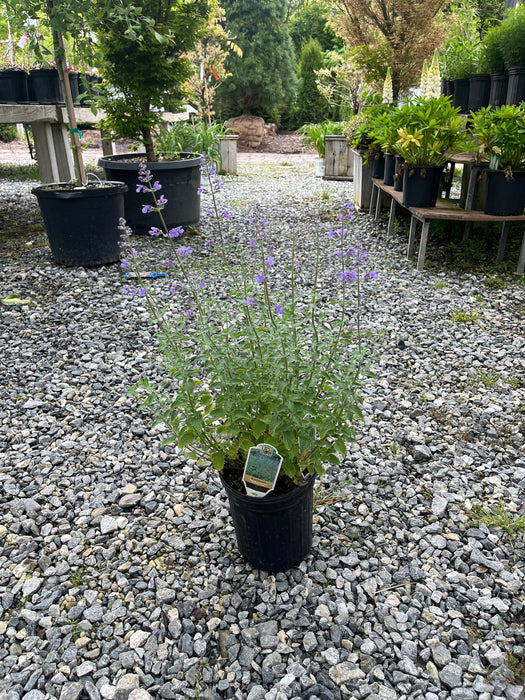 Walker's Low Catmint