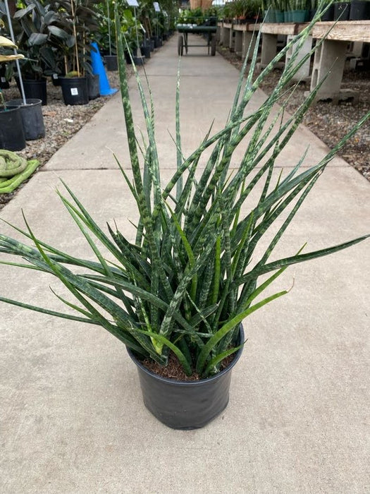 Fernwood Mikado Snake Plant