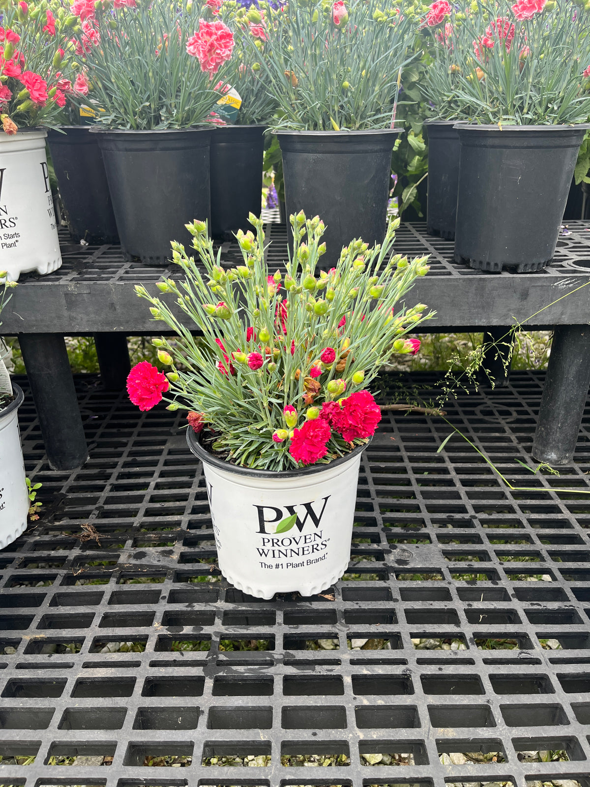 Fruit Punch Cranberry Cocktail Dianthus — Gardens of the World