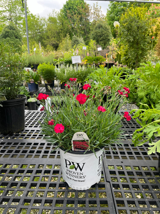 Paint the Town Red Dianthus