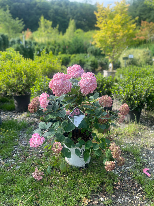 Invincibelle® Ruby Hydrangea