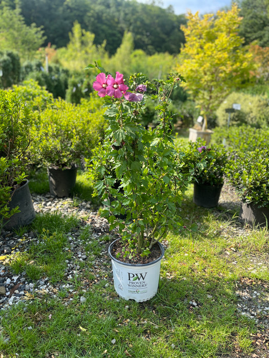 Paraplu Rouge Hibiscus (Rose of Sharon)