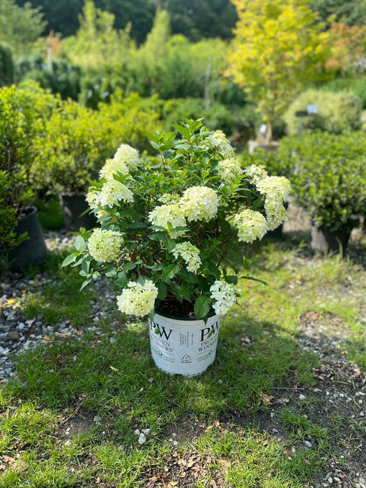 Quick Fire Fab® Panicle Hydrangea