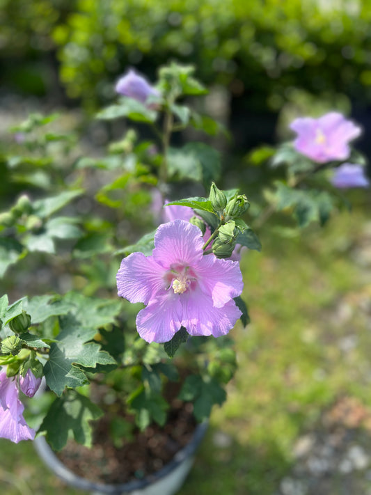 Pollypetite® Rose of Sharon