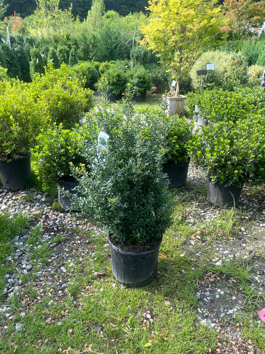 Luxus Globe Japanese Holly