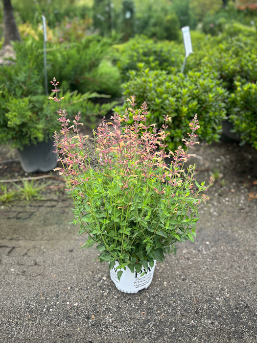 Meant To Bee Queen Nectorine Hyssop