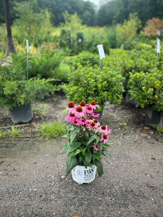 Color Coded The Fuchsia is Bright Coneflower