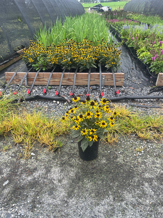 Goldsturm Black Eyed Susan