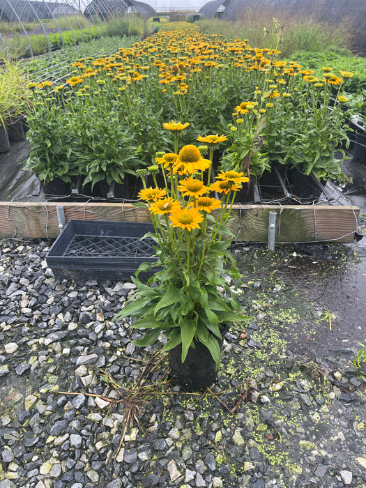 Kismet Yellow Coneflower