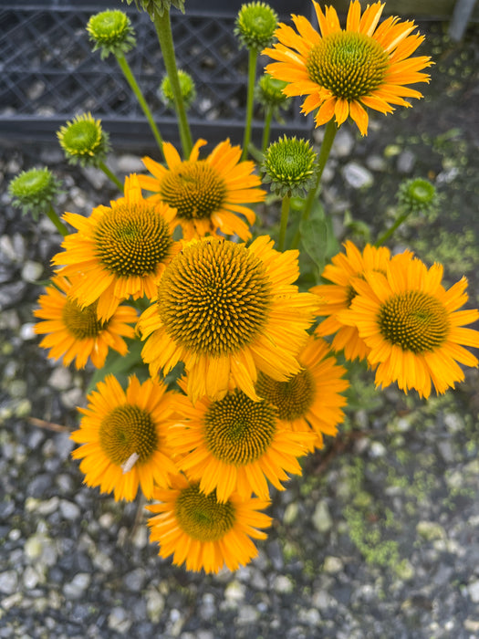 Kismet Yellow Coneflower