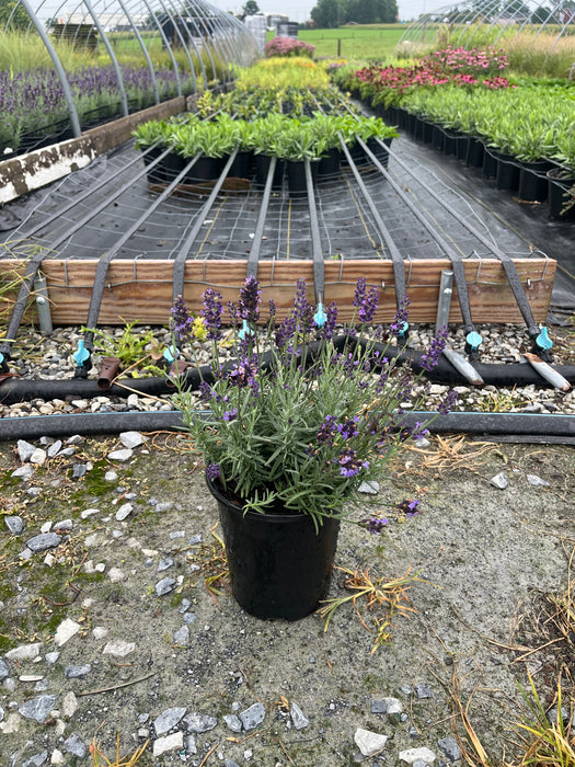 Hidcote Blue Lavender