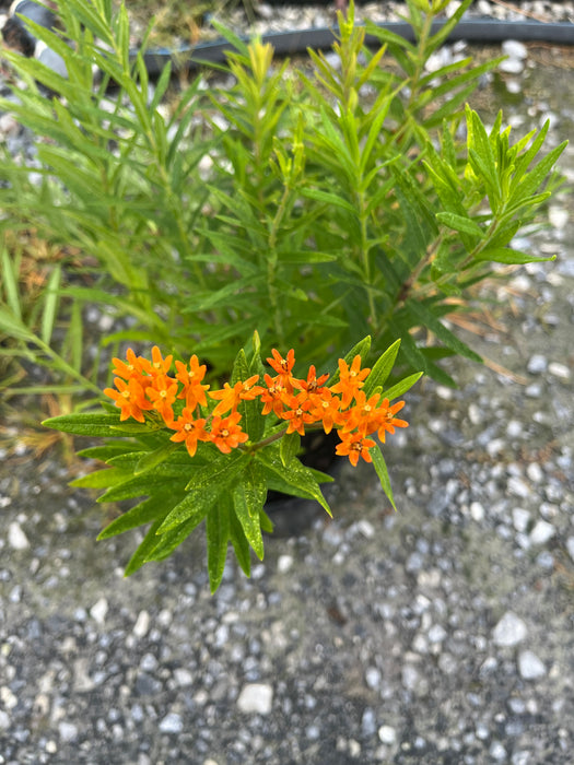 Butterfly Weed