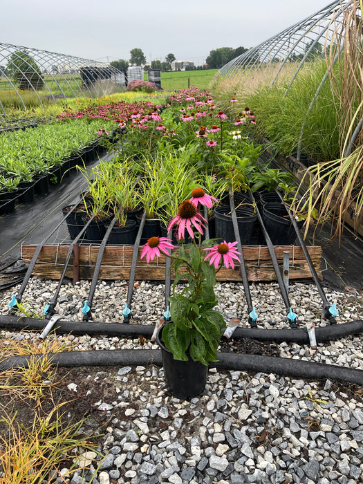 Magnus Coneflower