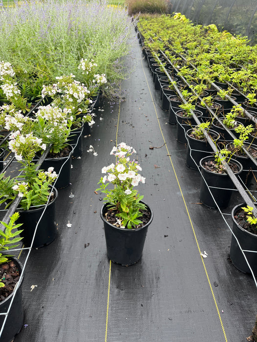 Snowflake Phlox