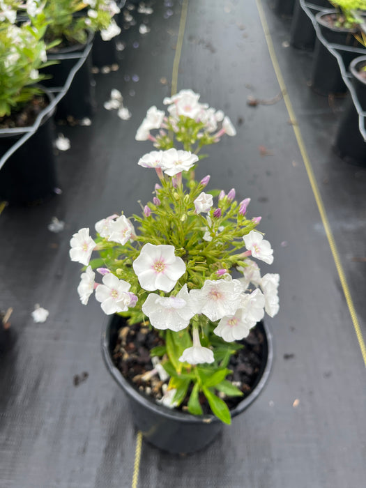 Snowflake Phlox